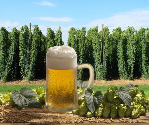 Cerveja e lúpulo — Fotografia de Stock