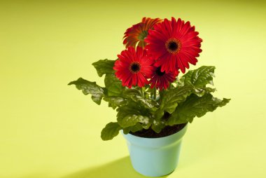 Gerbera