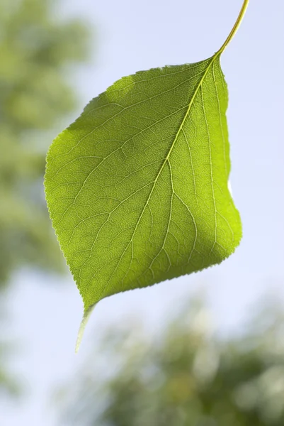 Yeşil yaprak — Stok fotoğraf