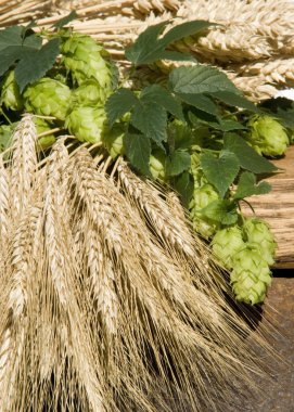 Hop and barley clipart