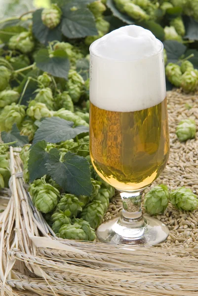 Glas Bier — Stockfoto