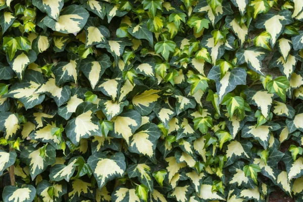 Ivy rostlin — Stock fotografie