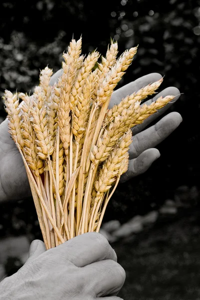 冬小麦 — 图库照片