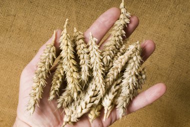 Wheat in hand clipart