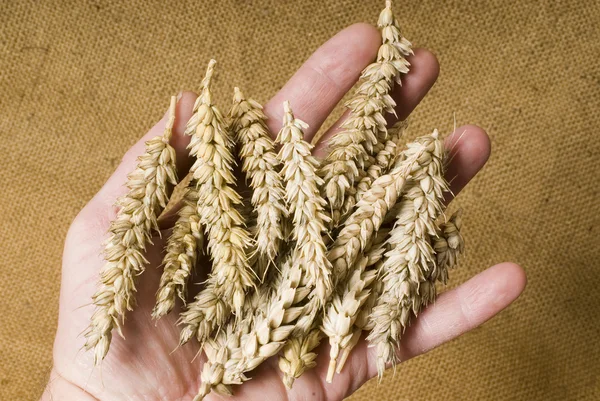 Борошно пшеничне в руці — стокове фото