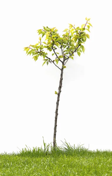 Drzewa morelowego — Zdjęcie stockowe