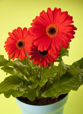 Gerbera