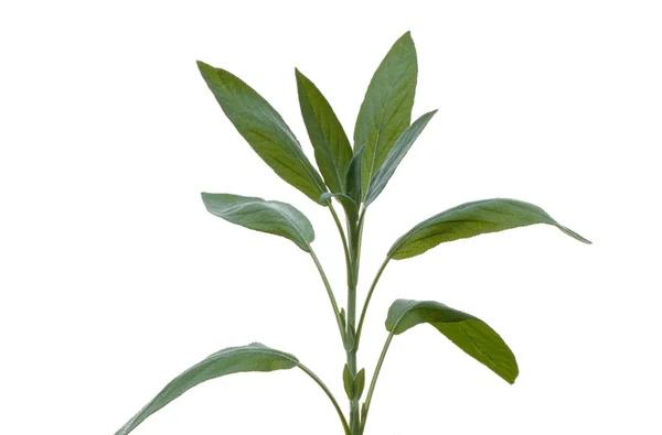 Eine Salvia — Stockfoto
