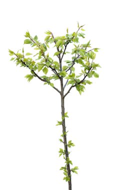 Apricot tree clipart