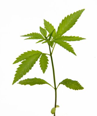 Marijuana clipart