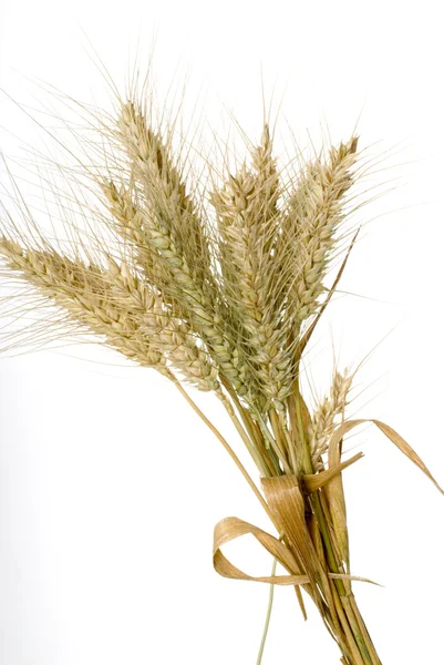 Winter wheat — Stock Photo, Image