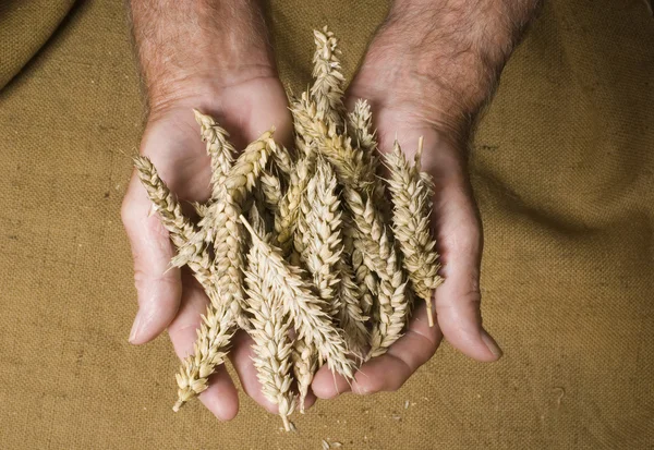 Озимої пшениці — стокове фото