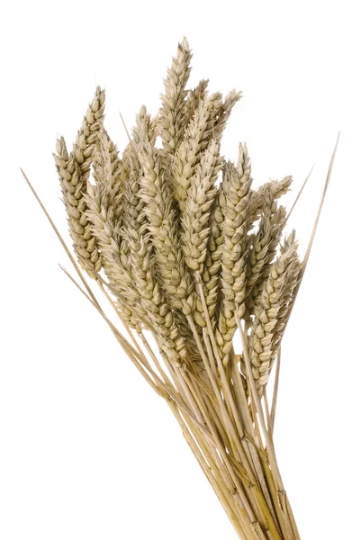 Wheat winter — Zdjęcie stockowe