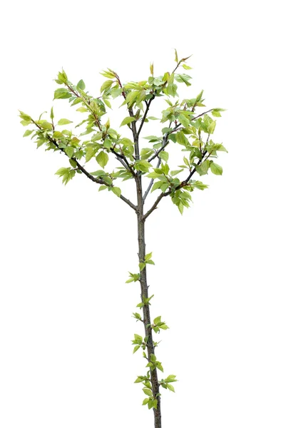 Apricot tree — Stock Photo, Image