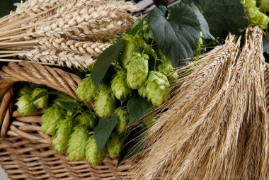 Hop cones and barley clipart