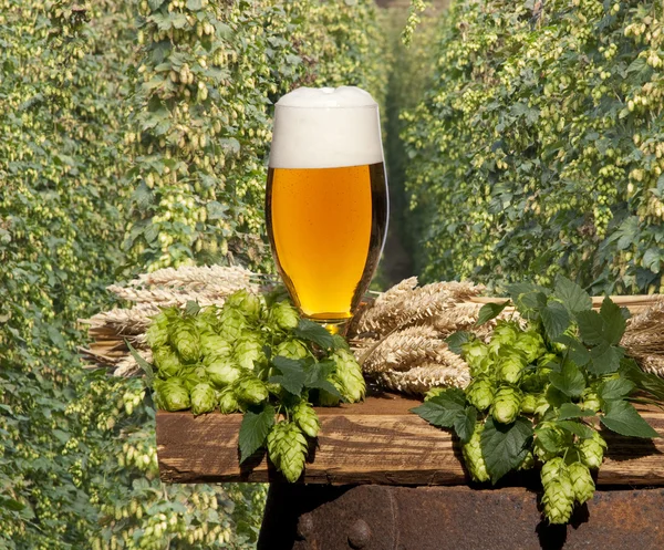 Vidrio de cerveza —  Fotos de Stock