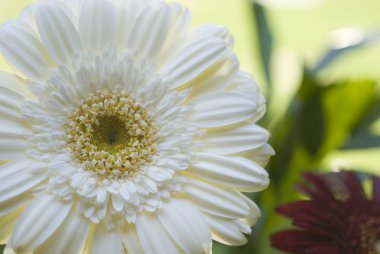 Gerbera