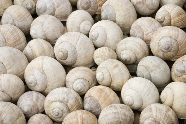 stock image Shells