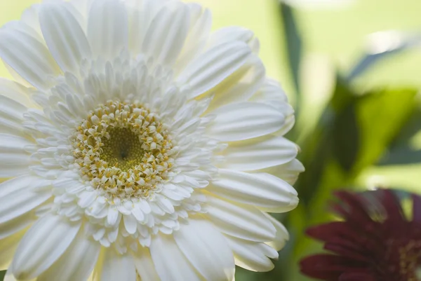 Stock image Gerbera