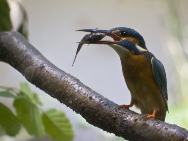 Kingfisher