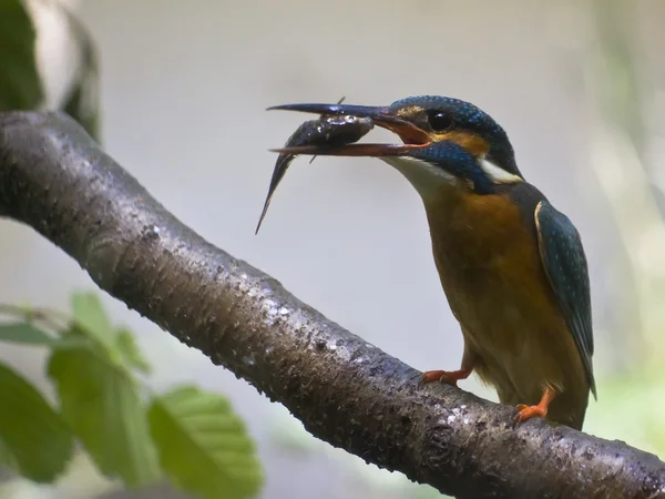 stock image Kingfisher