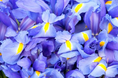 Blue iris background clipart