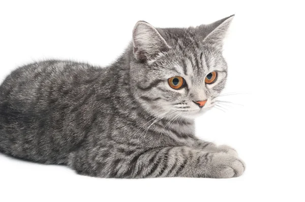 Gato cinzento isolado — Fotografia de Stock