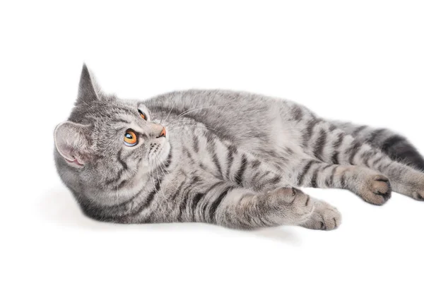 孤立灰猫 — 图库照片