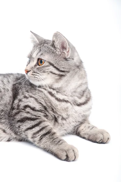 Izolované šedá kočka — Stock fotografie
