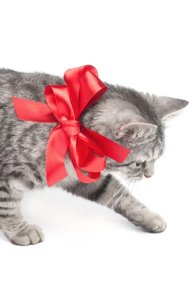 Isolated grey cat with red bow — Stock Photo, Image