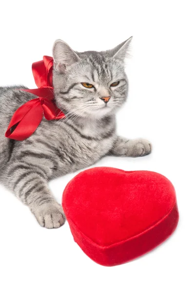 Izolované šedá kočka s červenou stuhu a srdce — Stock fotografie