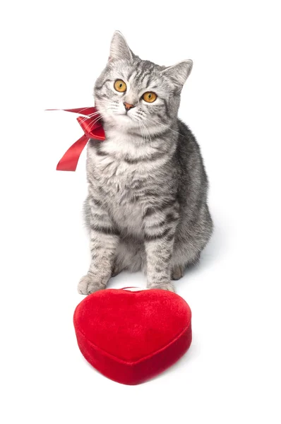 Gato gris aislado con lazo rojo y corazón — Foto de Stock