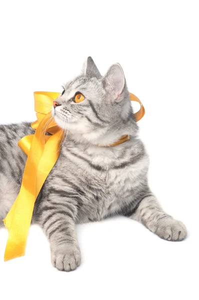 Isolated grey cat with yellow bow — Stock Photo, Image