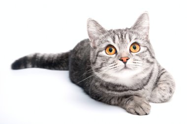 Isolated grey cat clipart