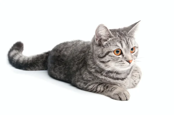 Изолированная серая кошка — стоковое фото