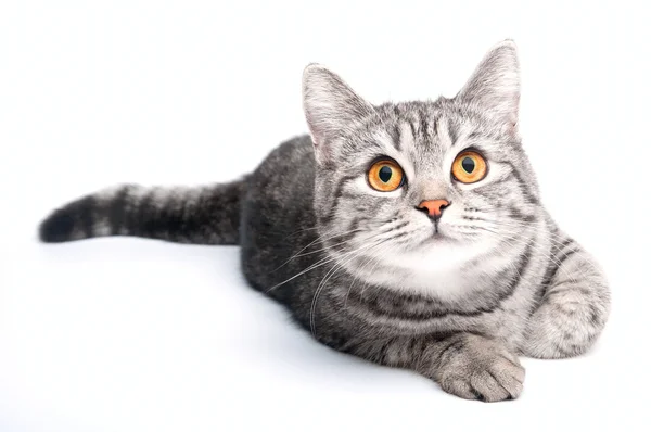 Izolované šedá kočka — Stock fotografie