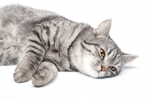 Απομονωμένες γκρίζα γάτα — Φωτογραφία Αρχείου