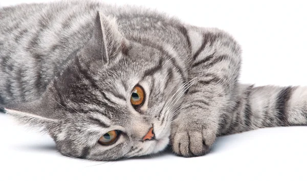 Gato cinzento isolado — Fotografia de Stock