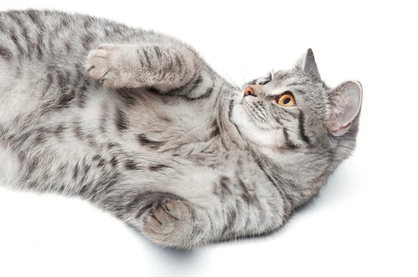 Gato gris aislado — Foto de Stock