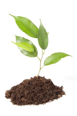 Small ficus branch clipart