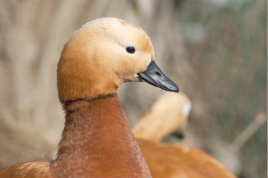 Roody shelduck