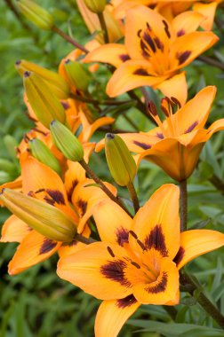 Orange Lilies