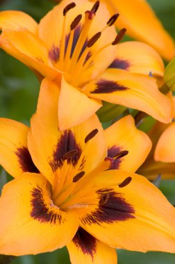 Orange Lilies