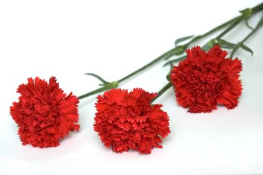 Three Red Carnations, Isolated on White clipart