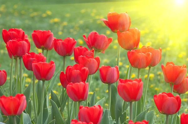 stock image Red tulips