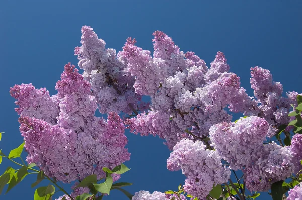 咲くライラック — ストック写真