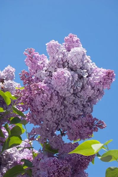 Blooming lilac — 스톡 사진