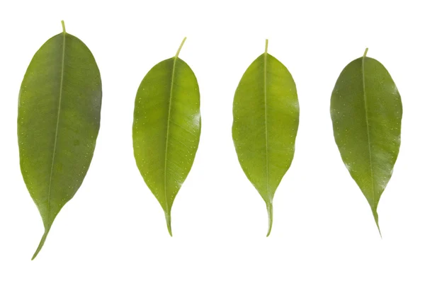 Stock image Green leaves