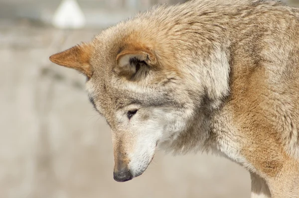 Stock image Wolf portrait