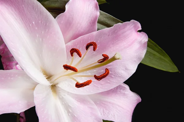 stock image Pink lily